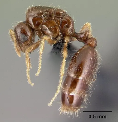 Solenopsis seychellensis - CASENT0218570