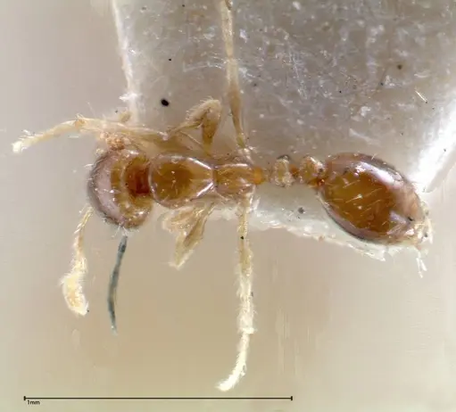 Solenopsis seychellensis - FOCOL0281-1