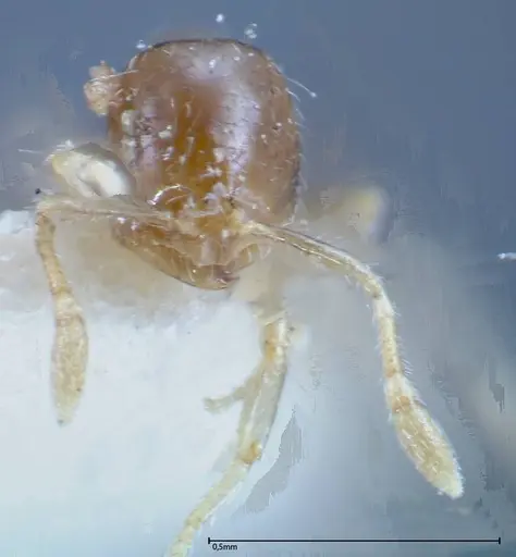 Solenopsis seychellensis - FOCOL0281-1