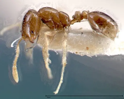 Solenopsis seychellensis - FOCOL0281-1