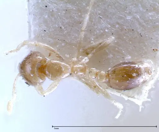 Solenopsis seychellensis - FOCOL0281-2