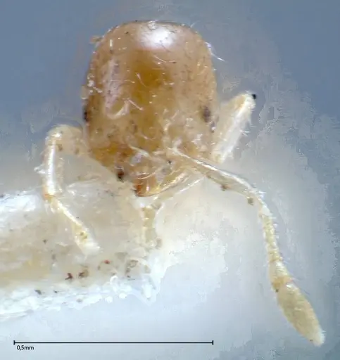 Solenopsis seychellensis - FOCOL0281-2