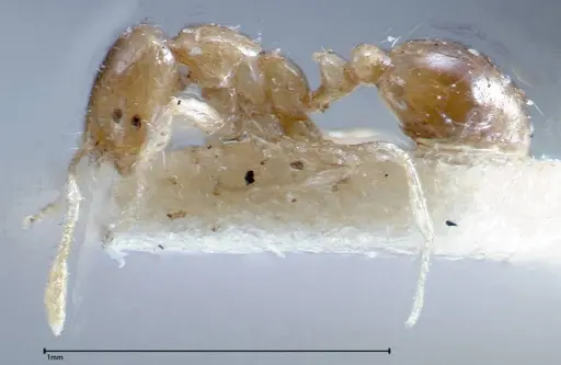 Solenopsis seychellensis - FOCOL0281-2