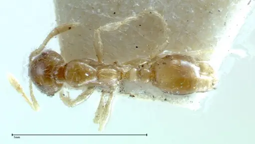 Solenopsis seychellensis - FOCOL0281-3