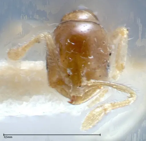 Solenopsis seychellensis - FOCOL0281-3