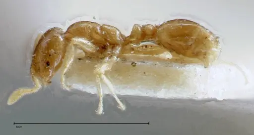 Solenopsis seychellensis - FOCOL0281-3