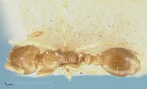 Solenopsis seychellensis - FOCOL1868
