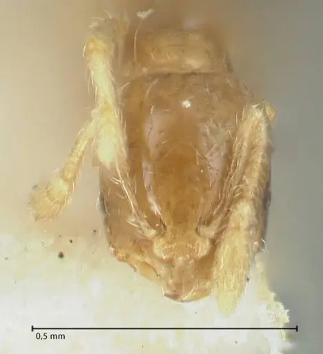 Solenopsis seychellensis - FOCOL1868