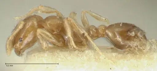 Solenopsis seychellensis - FOCOL1868