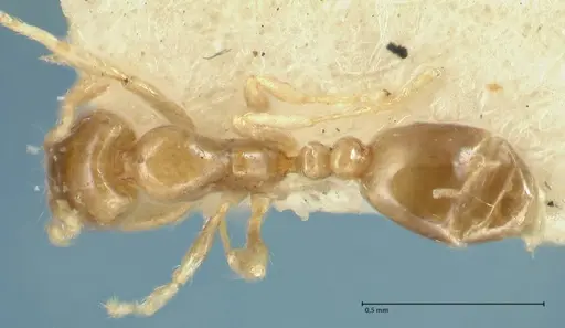 Solenopsis seychellensis - FOCOL1869
