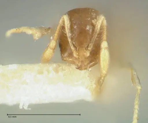 Solenopsis seychellensis - FOCOL1869