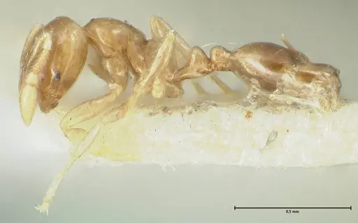 Solenopsis seychellensis - FOCOL1869