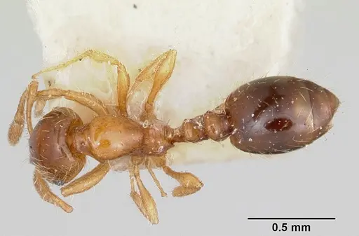 Solenopsis shiptoni specimen