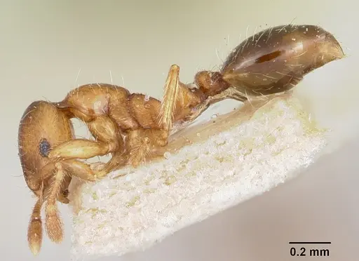 Solenopsis shiptoni specimen