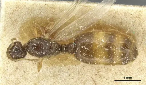 Solenopsis soochowensis specimen