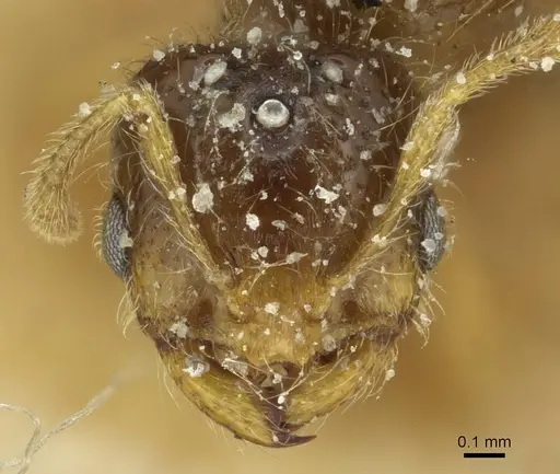 Solenopsis soochowensis specimen
