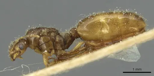 Solenopsis soochowensis specimen