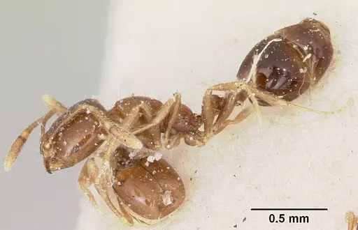 Solenopsis stricta specimen