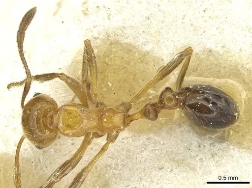 Solenopsis substituta specimen