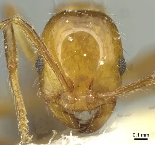 Solenopsis substituta specimen