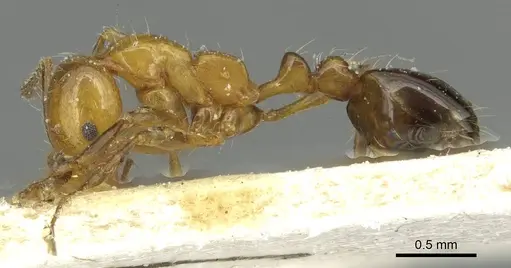 Solenopsis substituta specimen