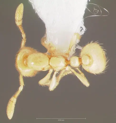 Solenopsis subterranea specimen