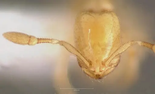 Solenopsis subterranea specimen