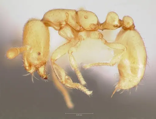 Solenopsis subterranea specimen