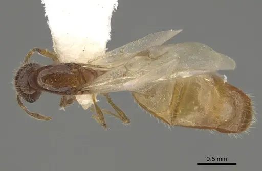 Solenopsis subterranea - CASENT0100082