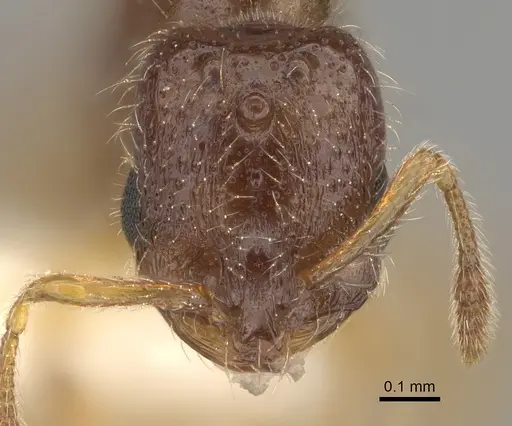 Solenopsis subterranea - CASENT0100082