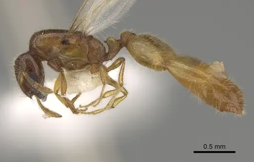 Solenopsis subterranea - CASENT0100082