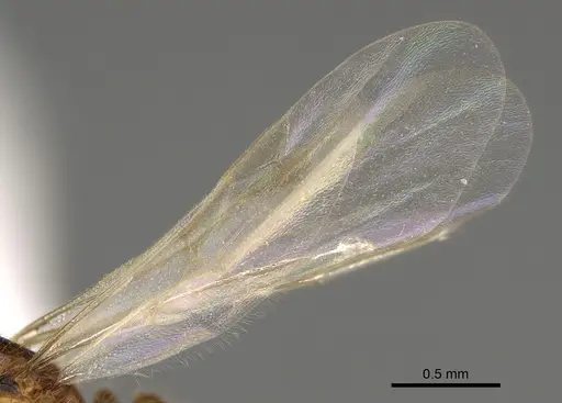 Solenopsis subterranea - CASENT0100082