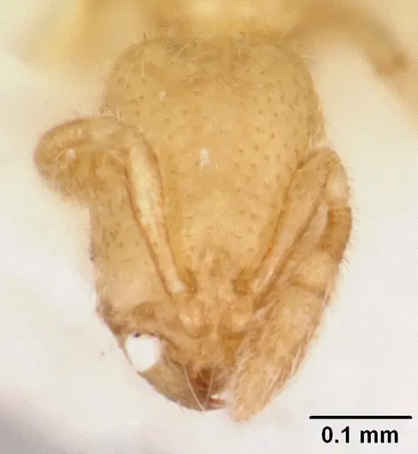 Solenopsis subterranea - CASENT0104887