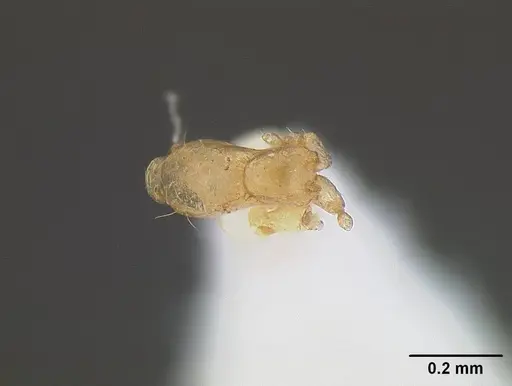 Solenopsis subterranea - CASENT0844189