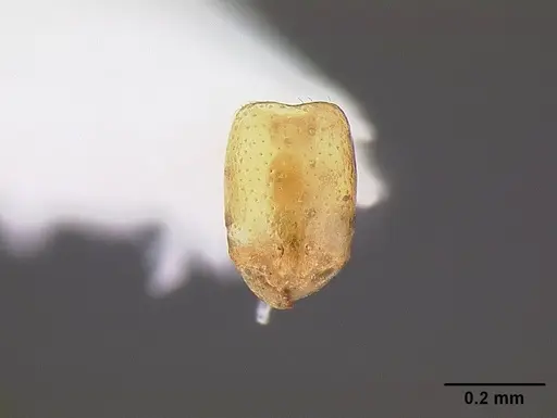 Solenopsis subterranea - CASENT0844189