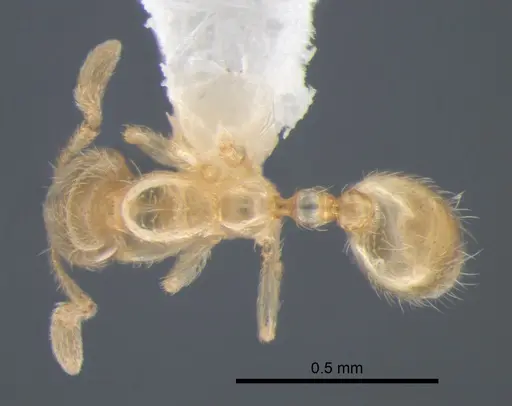 Solenopsis subterranea - CASENT0882123