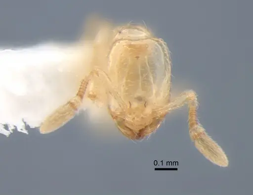 Solenopsis subterranea - CASENT0882123