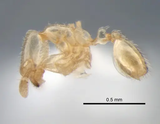 Solenopsis subterranea - CASENT0882123