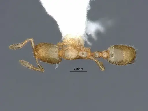 Solenopsis subterranea - CASENT0884280