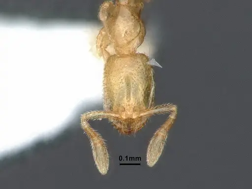 Solenopsis subterranea - CASENT0884280