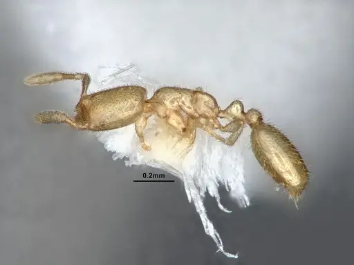 Solenopsis subterranea - CASENT0884280