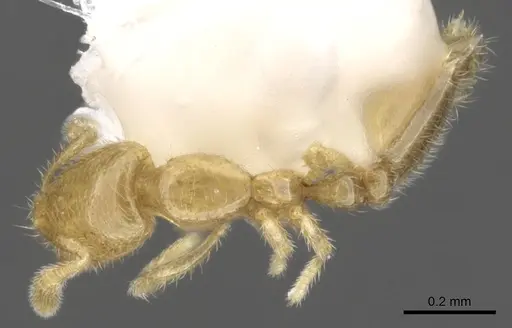 Solenopsis subterranea - CASENT0902337