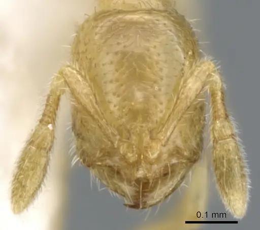 Solenopsis subterranea - CASENT0902337