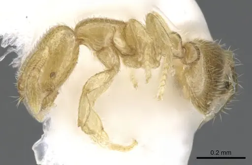 Solenopsis subterranea - CASENT0902337