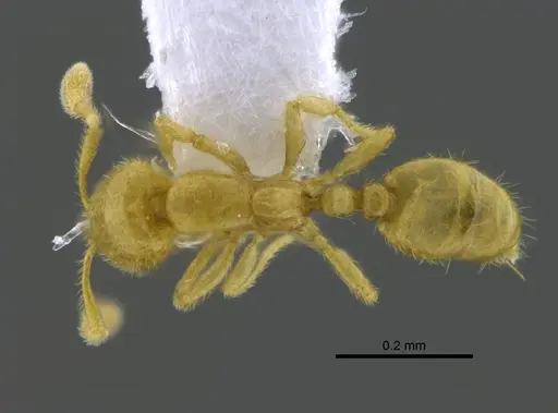 Solenopsis subterranea - CBUMAGENT42043