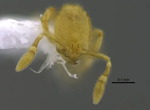 Solenopsis subterranea - CBUMAGENT42043