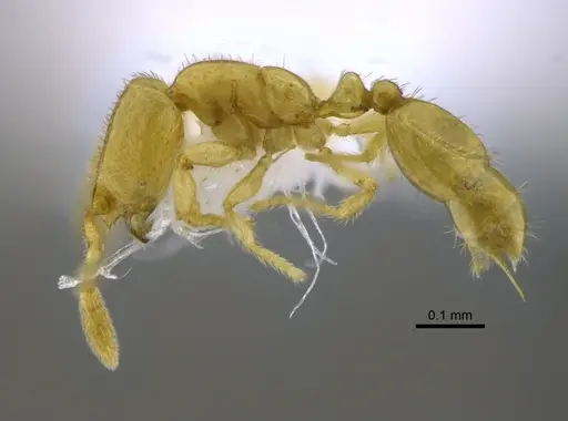 Solenopsis subterranea - CBUMAGENT42043