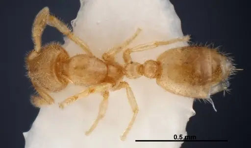 Solenopsis subterranea - FMNHINS0000049900