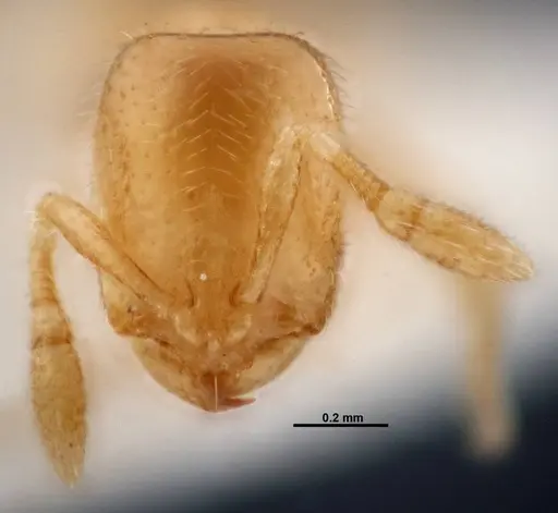 Solenopsis subterranea - FMNHINS0000049900