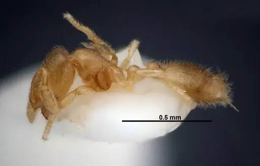 Solenopsis subterranea - FMNHINS0000049900